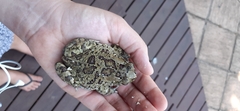 Sclerophrys garmani