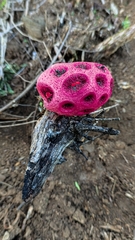 Clathrus crispus