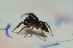Heliophanus auratus