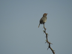 Cisticola fulvicapilla