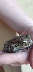 Sclerophrys garmani