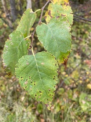 Betula cordifolia