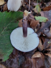 Calocybe ionides