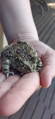 Sclerophrys garmani