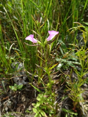 Agalinis neoscotica
