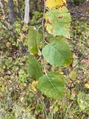 Betula cordifolia