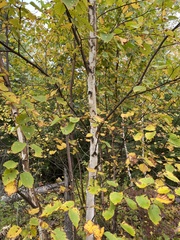 Betula cordifolia
