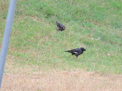 Acridotheres cristatellus