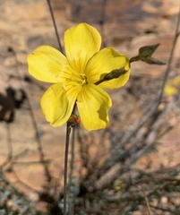 Linum africanum