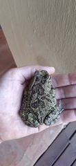 Sclerophrys garmani