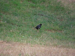 Acridotheres cristatellus