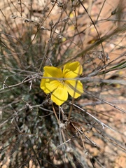 Linum africanum