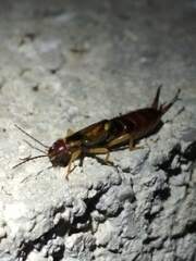 Forficula auricularia