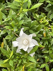 Gardenia jasminoides