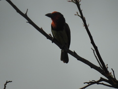 Lybius torquatus torquatus