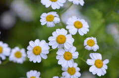 Tanacetum parthenium