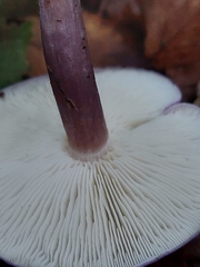 Calocybe ionides