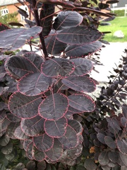 Cotinus