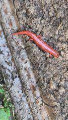 Pseudotriton ruber