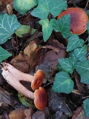 Lactarius badiosanguineus