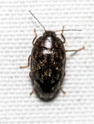 Genus Caccothryptus · iNaturalist