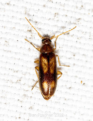 Coleoptera
