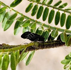Cerastipsocus