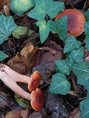 Lactarius badiosanguineus