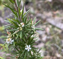 Leucopogon