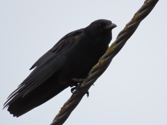 Corvus corone