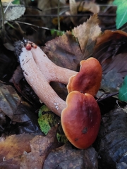 Lactarius badiosanguineus