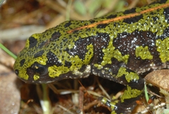 Triturus marmoratus