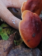 Lactarius badiosanguineus