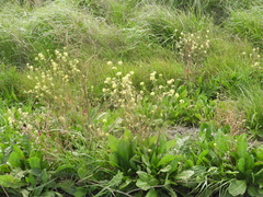 Brassicaceae