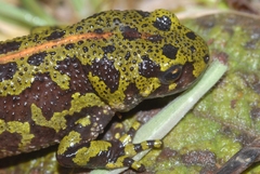 Triturus marmoratus