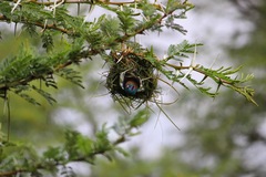 Uraeginthus bengalus