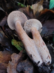 Lactarius badiosanguineus