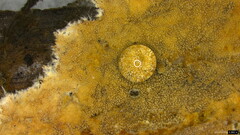 Etheirodon fimbriatum