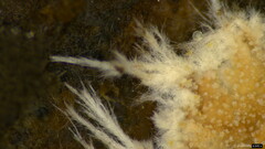 Etheirodon fimbriatum