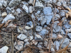 Hemiscolopendra marginata