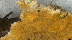 Etheirodon fimbriatum