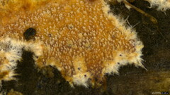 Etheirodon fimbriatum