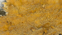 Etheirodon fimbriatum