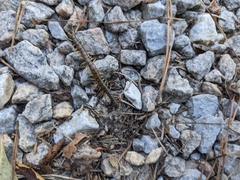 Hemiscolopendra marginata