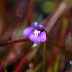 Utricularia violacea