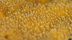Etheirodon fimbriatum