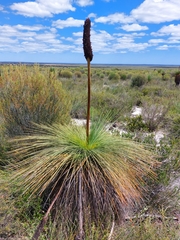 Xanthorrhoea drummondii
