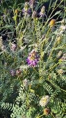 Dalea bicolor