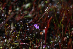 Utricularia violacea