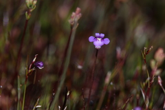 Utricularia violacea